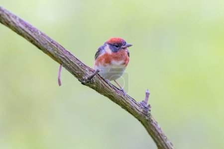 Photo for Bay Breasted Warbler perched on a branch in Ohio - Royalty Free Image