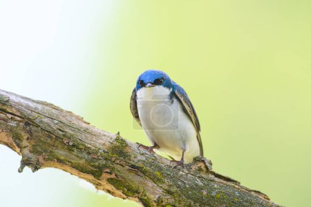Photo for Tree swallow staring down the photographer in Michigan - Royalty Free Image