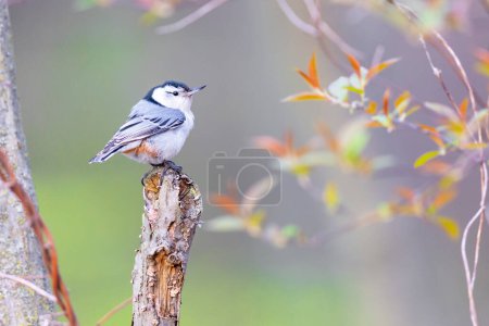 Photo for Whited breasted nuthatch perched on a tree in Michigan - Royalty Free Image