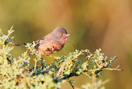 Photo for Dartford warbler perched on a shrub during sunset in northern Morocco - Royalty Free Image