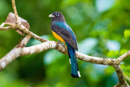 Photo for Black Headed Trogon perched on a tree in Guatemala - Royalty Free Image