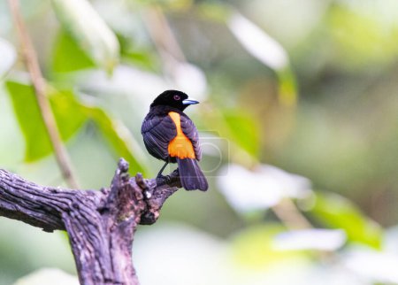 Photo for Flame Rumped Tanager perched on a tree in Costa Rica - Royalty Free Image