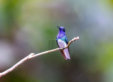 Photo for White Necked Jacobin perched on a tree in El Salvador - Royalty Free Image
