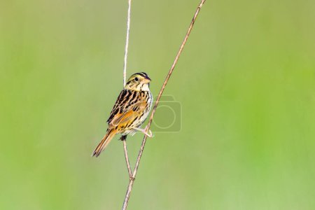 Photo for Henslows sparrow perched on some dead plants in Michigan - Royalty Free Image
