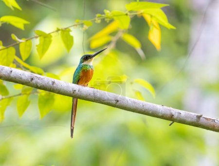 Téléchargez les photos : Jacamar à queue rousse perché sur un arbre dans le nord de la Colombie - en image libre de droit