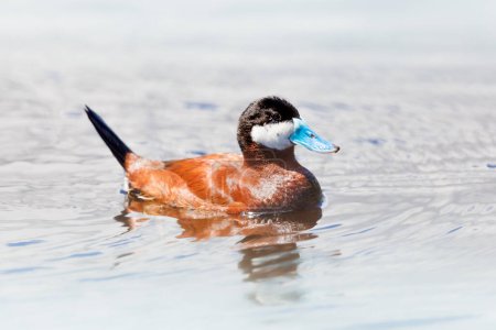 Photo for A Ruddy Duck swimming in a lake in Nassau, Bahamas - Royalty Free Image