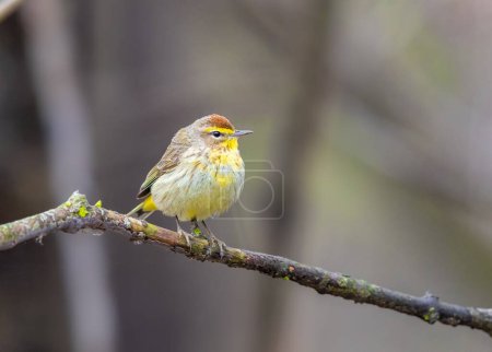 Photo for A Plam Warbler perched on a tree branch in Michigan USA - Royalty Free Image