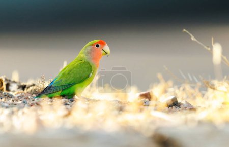 Red Headed Lovebird perched on the ground in Arizona