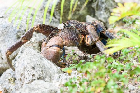 Photo for Meet the islands heavyweight champion: a Vanuatu coconut crab in its natural paradise - Royalty Free Image
