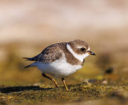 Photo for Semipalmated Plover foraging on the beaches of California - Royalty Free Image