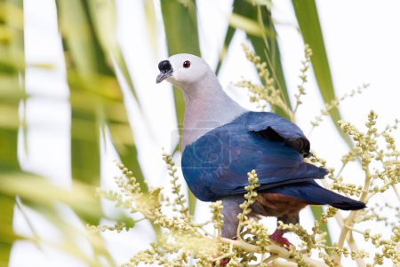 Pacific Imperial Pigeon perched on a tree in Tonga