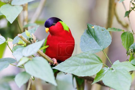 Collared Lory perched between green foliage in Fiji