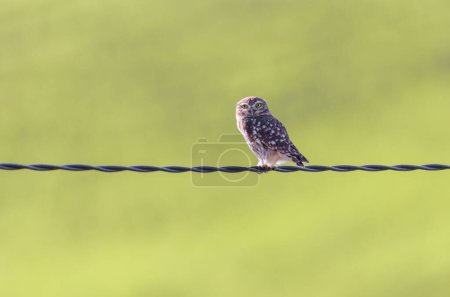 Photo for A Little Owl perched on a power line in Morocco - Royalty Free Image
