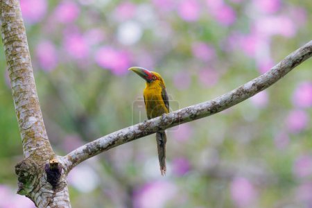 Saffron Toucanet perched on a tree with flowering trees in the background in Brazil