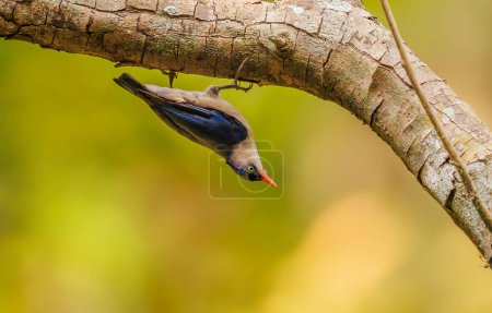 Velvet Fronted Nuthatch colgando boca abajo de un árbol en la India