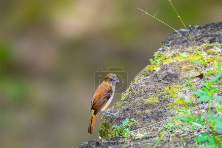 Photo for Bright Rumped Attila sitting on a rock in Guatemala - Royalty Free Image
