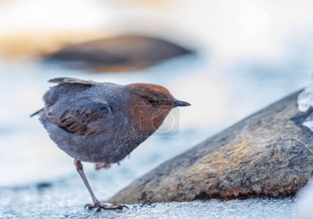 American Dipper standing on one leg next to a stream in Colorado