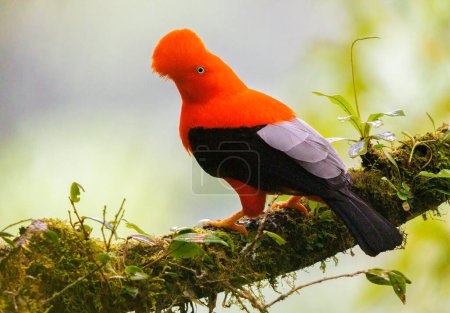 Andean cock-of-the-rock perched on a mossy branch in Peru