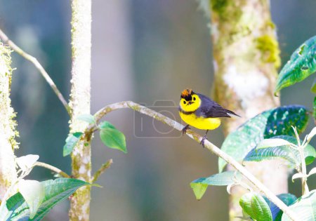 Collared Redstart perched on a tree branch in Costa Rica