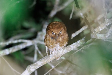 Santa Marta Screech Owl perched among the trees in Northern Colombia