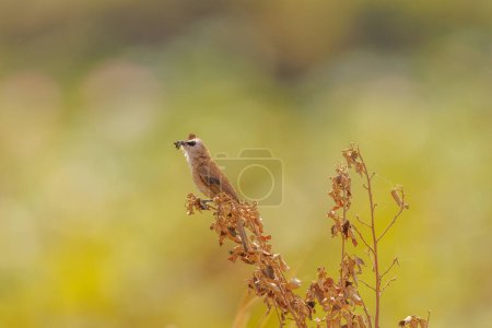 Photo for Yellow Vented Bulbul perched on a plan during sunset in Cambodia - Royalty Free Image