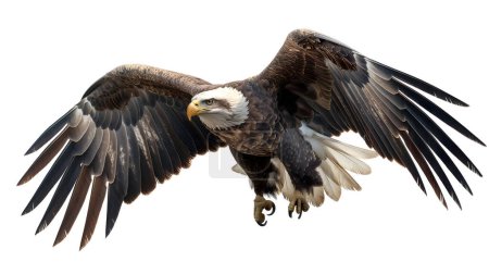 Fotografía detallada de un águila calva americana volando con alas extendidas