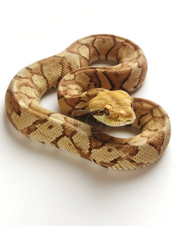 Close-up of a Royal Python in a Coiled Position