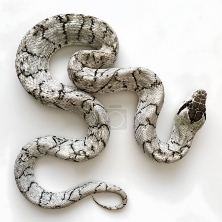 Téléchargez les photos : Cette image met en valeur les motifs et les caractéristiques complexes d'un serpent, isolé dans un contexte blanc intense, soulignant sa beauté naturelle et son design.. - en image libre de droit