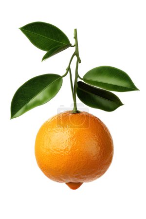 Téléchargez les photos : Orange mûr frais avec feuilles isolées sur fond blanc - en image libre de droit