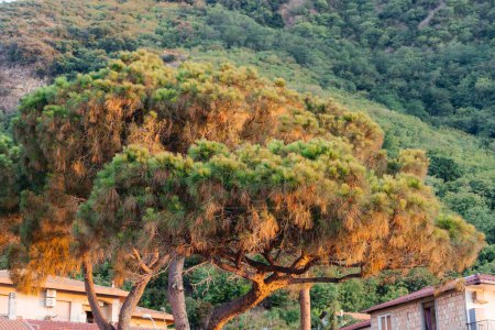 Foto de Pino marino, Pinus Pinaster, en la costa de Calabria, sur de Italia - Imagen libre de derechos