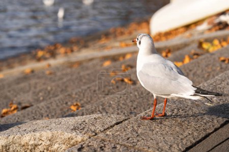 Téléchargez les photos : Tourterelle, pigeon ou pigeon indien, membre de la famille des Columbidae. Tourterelle blanche assise près du lac en hiver - en image libre de droit