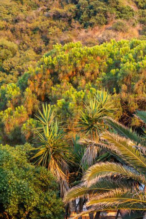 Foto de Green palm trees and bushes at Calabria seaside, Southern Italy - Imagen libre de derechos