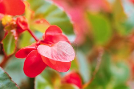 Téléchargez les photos : Bouquet de fleurs rouges et roses de bégonia de cire, Begonia cucullata, bégonia à massue, avec pistils jaunes et étamines dans le lit de fleurs. Vue rapprochée - en image libre de droit