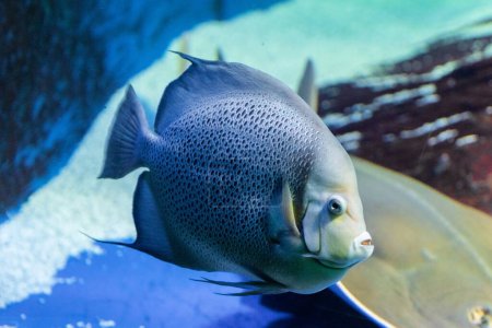 Téléchargez les photos : Ange gris adulte, Pomacanthus arcuatus nage dans l'aquarium - en image libre de droit