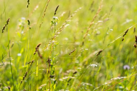 Photo for Blurred, defocused white sweet grass, Hierochloe odorata on sunny summer day, selective focus - Royalty Free Image
