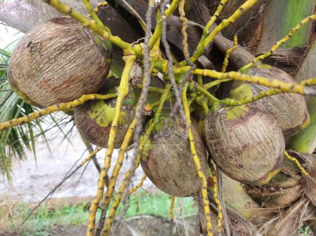 Téléchargez les photos : Aceria guerreronis, l'acarien de la noix de coco, est un acarien ériophyidé qui infeste les plantations de noix de coco. Il est économiquement dévastateur et peut détruire jusqu'à 60 % de la production de noix de coco. nombre de cotes malades sur l'arbre - en image libre de droit