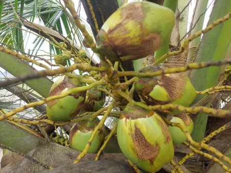 Téléchargez les photos : Aceria guerreronis, l'acarien de la noix de coco, est un acarien ériophyidé qui infeste les plantations de noix de coco. Il est économiquement dévastateur et peut détruire jusqu'à 60 % de la production de noix de coco. nombre de cotes malades sur l'arbre - en image libre de droit