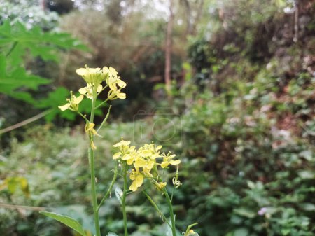 Photo for Closeu view of Sinapis arvensis orthe charlock mustard, field mustard, wild mustard, flower - Royalty Free Image