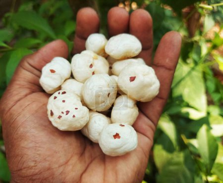 Téléchargez les photos : Une exploitation agricole prête à manger du makhana ou des noix de renard - en image libre de droit