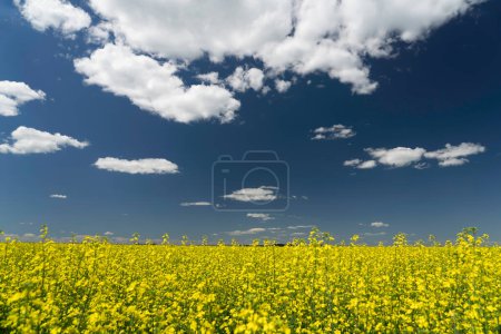 Foto de Cultivo de canola amarilla en plena floración en un paisaje de pradera canadiense bajo un cielo azul profundo en el condado de Rocky View Alberta Canadá. - Imagen libre de derechos