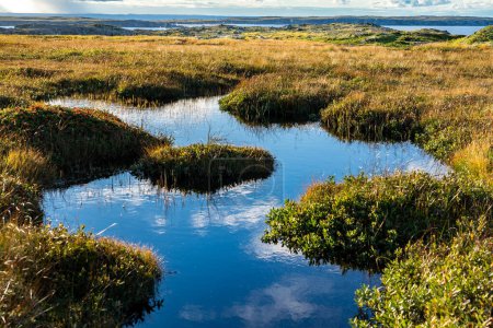 Foto de Water reflection through mossy natural grasslands along rocky tundra on the East Coast of Canada at Spillars Cove Newfoundland. - Imagen libre de derechos