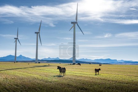 Photo for Pincher Creek Alberta Canada. October 17 2022: Cattle graze on a harvested field with Vestas Windmills producing sustainable energy with Canadian rockies at background. - Royalty Free Image
