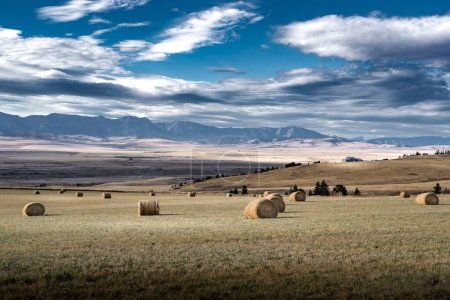 Round hay bales on a harvested agriculture field overlooking the Cowboy Trail and Eastern Slopes of the Canadian Rocky Mountains in Alberta Canada.