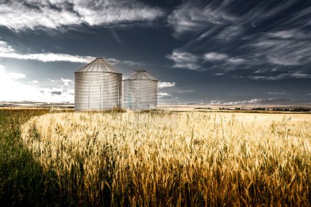 Téléchargez les photos : Corbeilles à grains debout au-dessus d'un champ d'orge sous un ciel bleu profond spectaculaire dans les Prairies canadiennes dans le comté de Rocky View Alberta Canada. - en image libre de droit