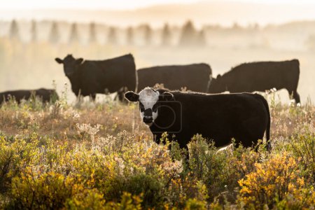Téléchargez les photos : Troupeau de bovins broutant le matin avec un léger brouillard et de la brume dans les couleurs automnales sur les terres d'élevage en Alberta Canada. - en image libre de droit
