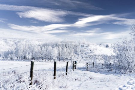 Foto de Escena invernal de cercas de alambre de púas cubiertas de nieve y árboles esmerilados en el Parque Provincial Glenbow Ranch cerca de Cochrane Alberta. - Imagen libre de derechos