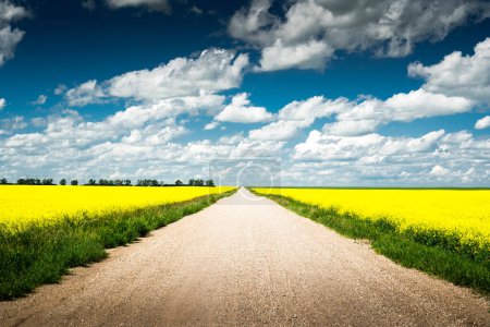 Route de campagne au centre entourée de champs de canola jaune en fleurs sous un ciel soufflé avec des nuages gonflés dans les Prairies de l'Alberta pendant l'été.