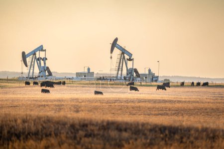 Photo for Rocky View County Alberta Canada, October 14 2023: Pair of working pump jacks on ranch land with cattle grazing under hot hazy sunset sky in Western Canada. - Royalty Free Image