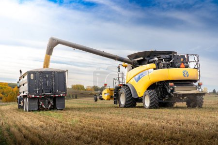 Téléchargez les photos : Rocky View County Alberta Canada, 12 octobre 2023 : Combiner le déchargement des récoltes dans des camions à grains pour les mettre sur le marché après que les agriculteurs ont travaillé sur des terres agricoles à l'automne. - en image libre de droit