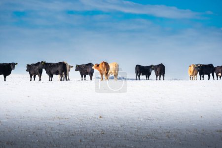 Cattle standing in a row on a snow covered field at a Western Ranch in Alberta Canada